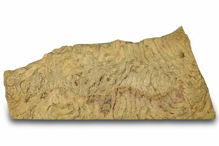 Pennsylvanian, Fossil Microbial Mat - Oklahoma #301976